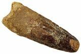 Fossil Spinosaurus Tooth - Real Dinosaur Tooth #329514-1